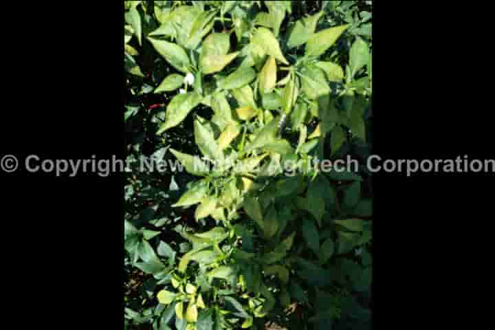 chilli leaf curl virus control organic